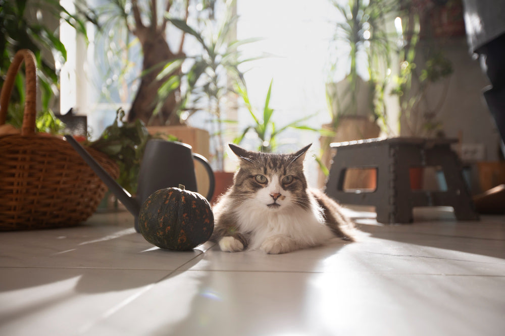 Cats, Coffee, and Chill: Discover the Charm of Cat Cafés