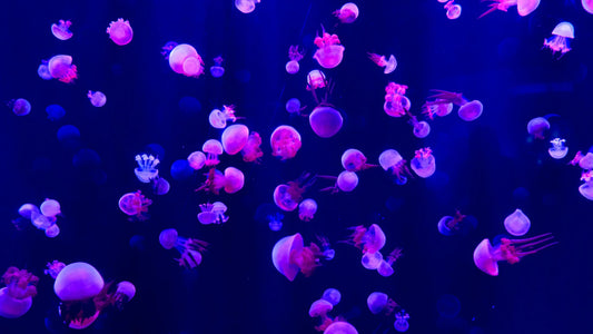 Why Do We See More Jellyfish in the Summer?