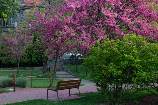 Spring Mindfulness: How to Keep Your Mind and Body Healthy